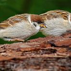 "FELDSPERLINGE - JUNGVÖGEL"