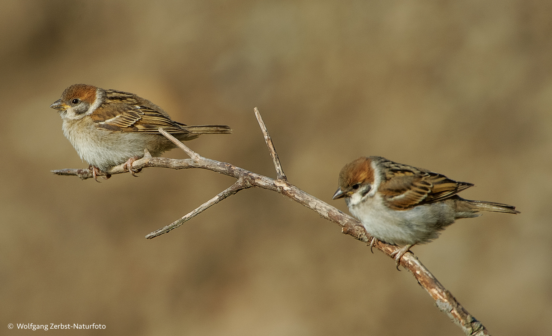  - FELDSPERLINGE -  ( Passer montanus )