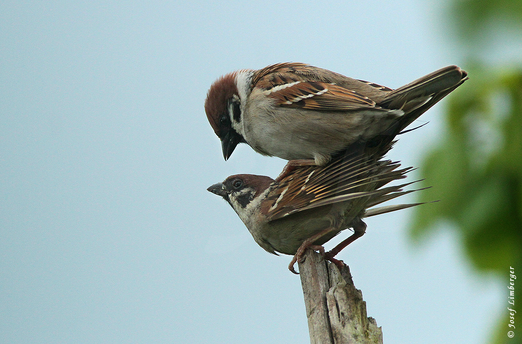  Feldsperlinge  (Passer montanus) bei der Paarung 