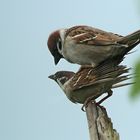  Feldsperlinge  (Passer montanus) bei der Paarung 