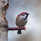 Feldsperling.....ist die Luft rein.....?