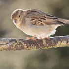 Feldsperlingsdame im Gegenlicht