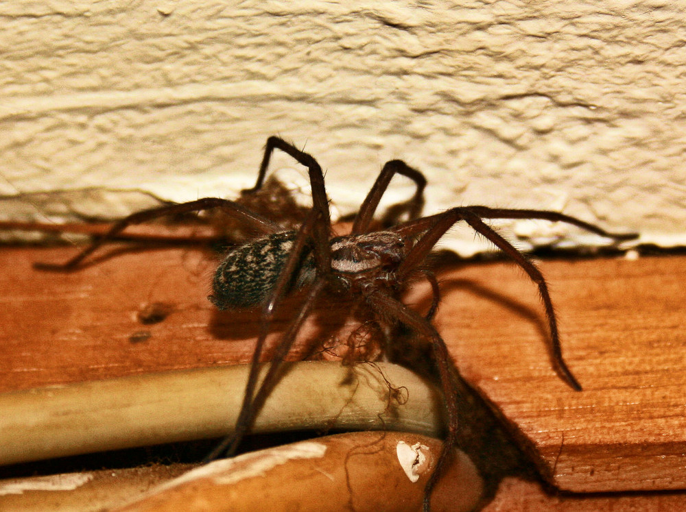 Feldspinne ca. 3cm Grösse