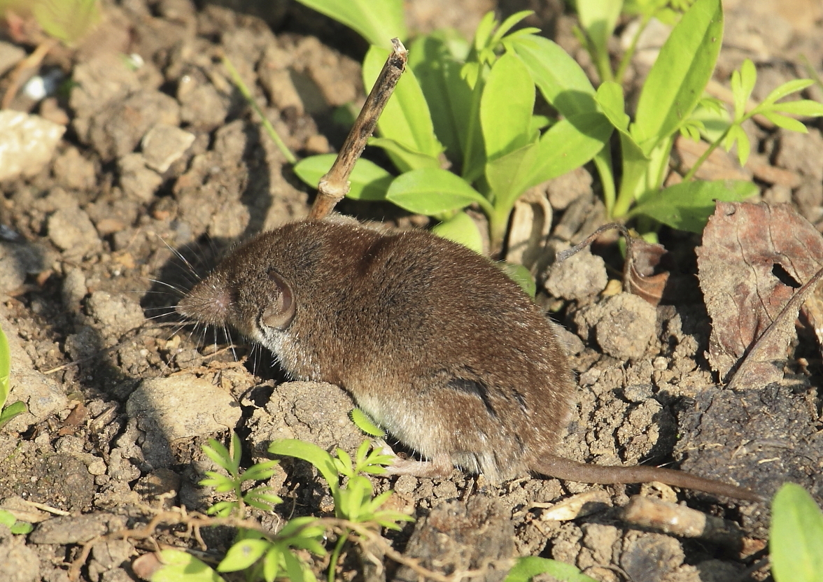 Feldspitzmaus (Crocidura leucodon)