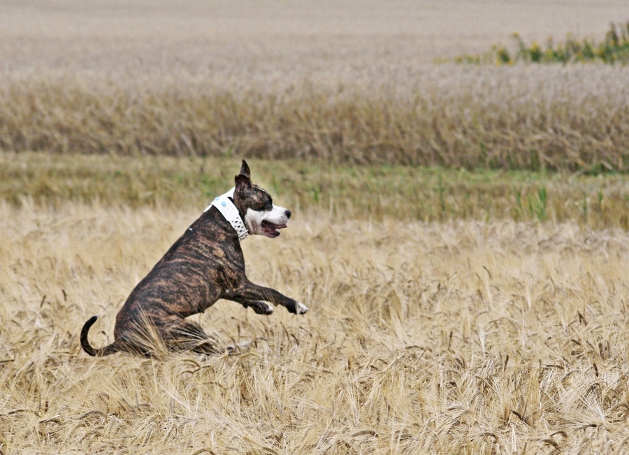 Feldspringer