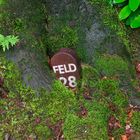 Feldstein vom Baum verschlungen