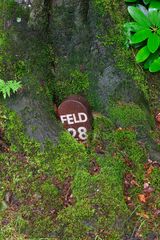 Feldstein vom Baum verschlungen