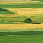 Feldstruktur oder Ordnung mus sein