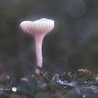 Feldtrichterling (Clitocybe dealbata)