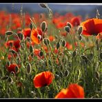 Feldversuch I: Mehr Mohn