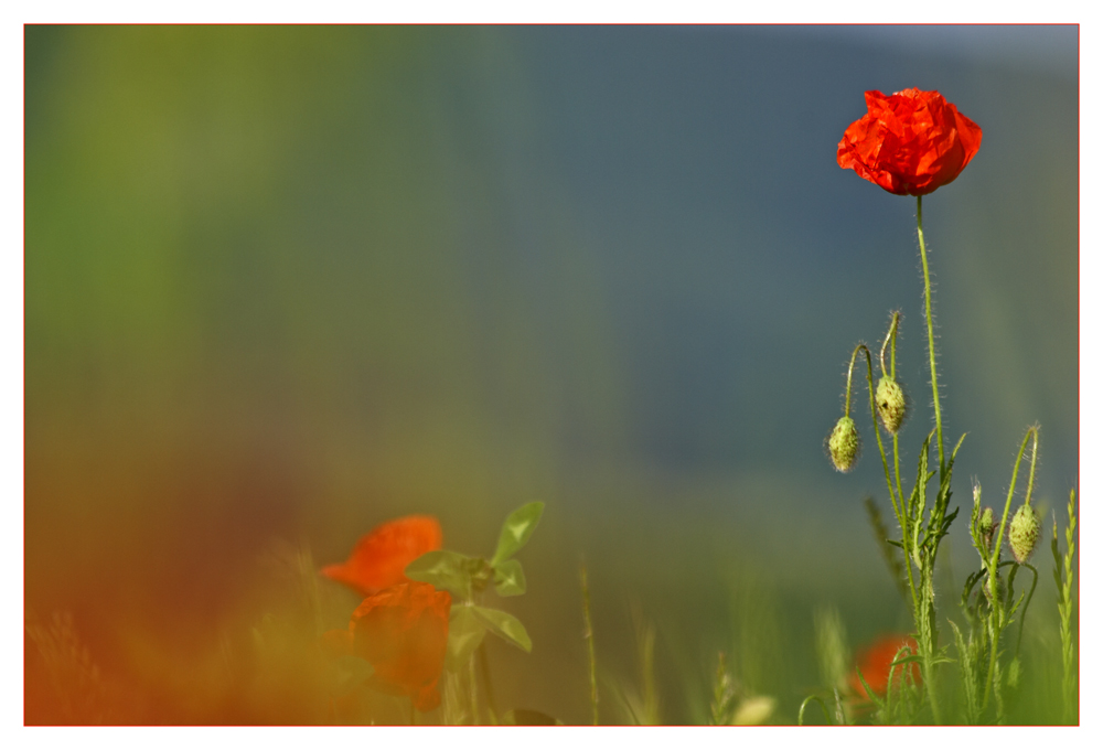 Feldversuch II: Mohn-ganz weich