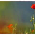 Feldversuch II: Mohn-ganz weich