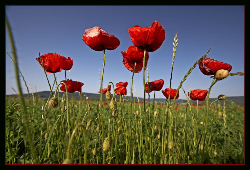 Feldversuch II: Mohn-GB-Modus