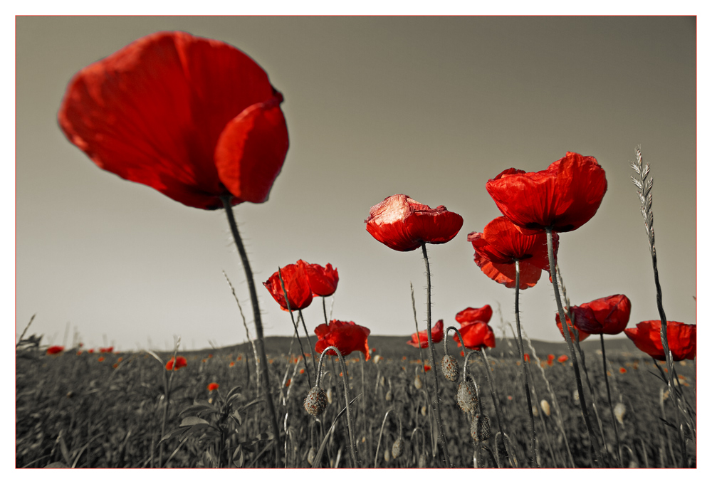 Feldversuch II: Mohn schräg