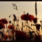 Feldversuch III: Abend-Mohn