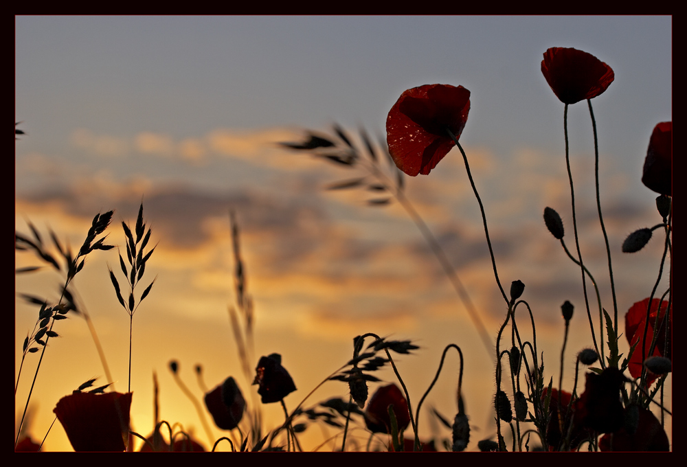 Feldversuch III: Finales Mohn-Glühen