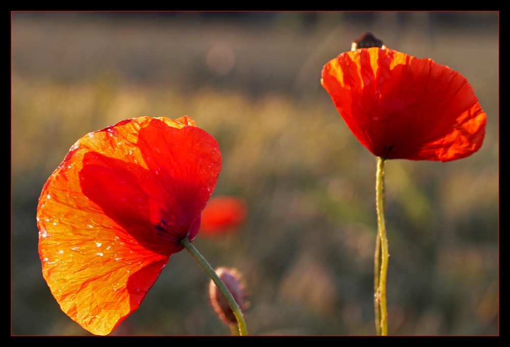 Feldversuch III: Mohn-Duett