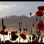 Feldversuch III: Mohn-Leuchten