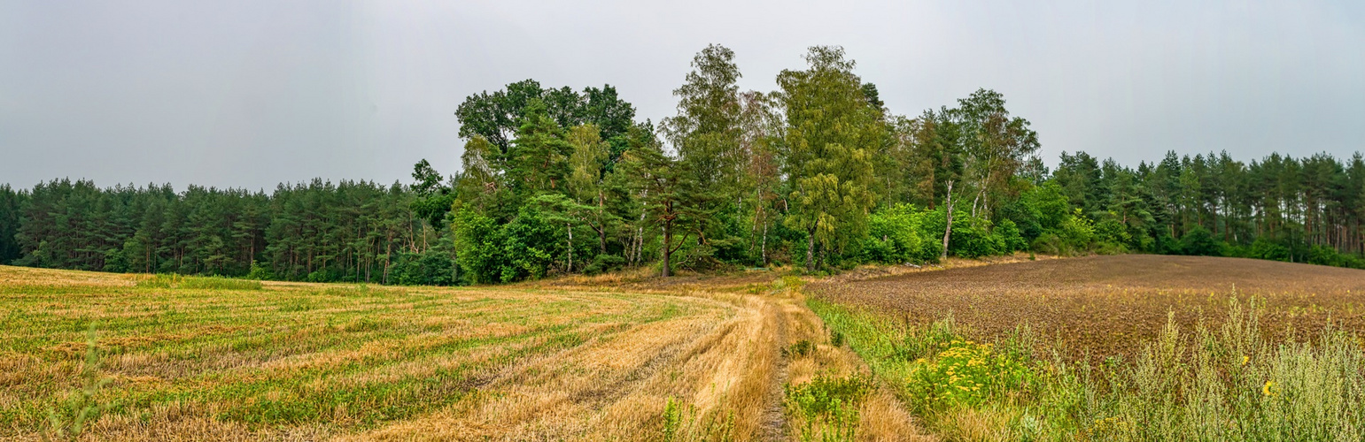 Feld+Wald