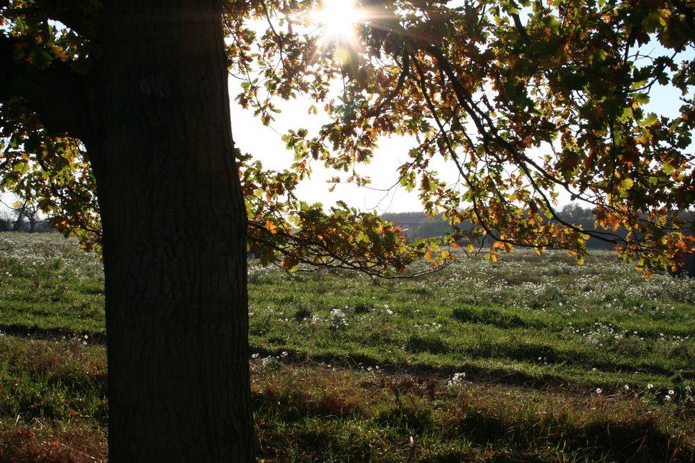 Feldwanderung im Altweibersommer