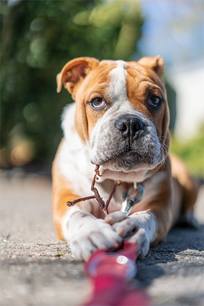 Feldwebel Schulz Foto & Bild tiere, haustiere, hunde Bilder auf