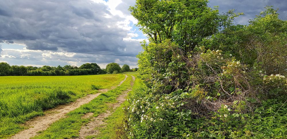 Feldweg