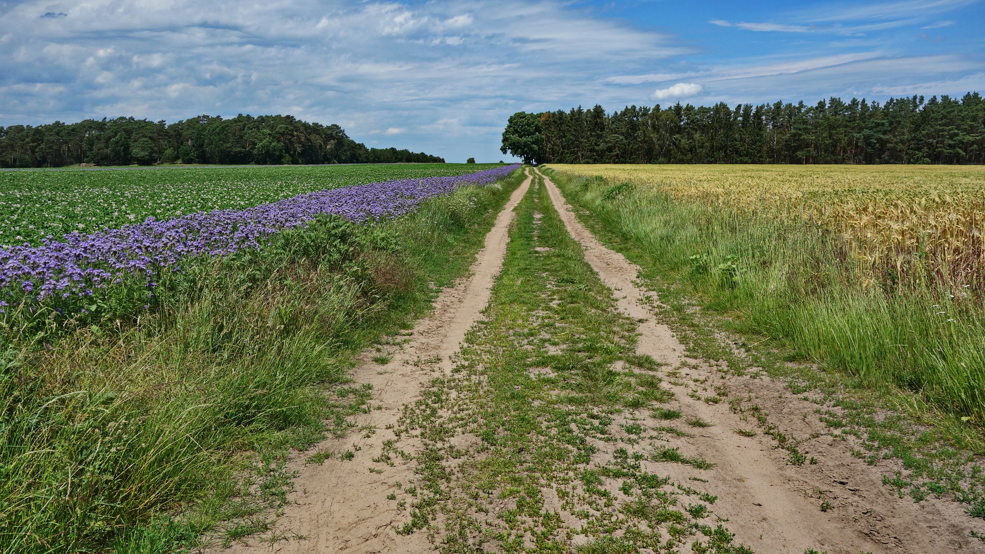 Feldweg