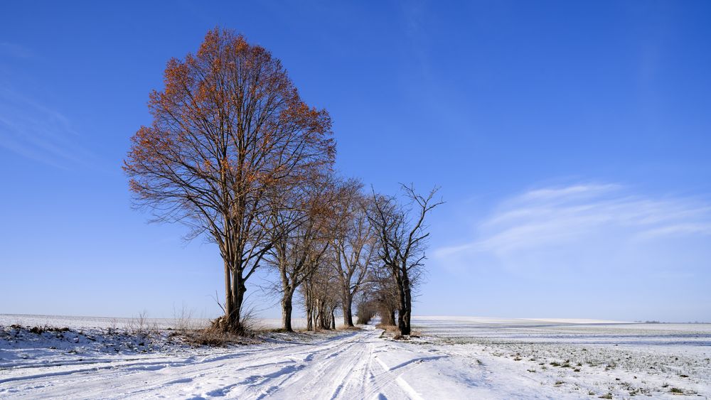 Feldweg-Allee (II)