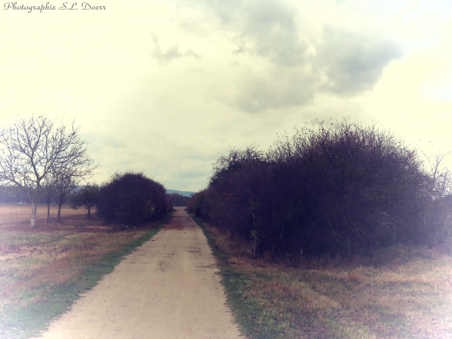 Feldweg am Holzscher Weiher