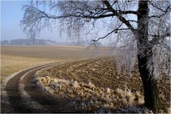 Feldweg am Morgen