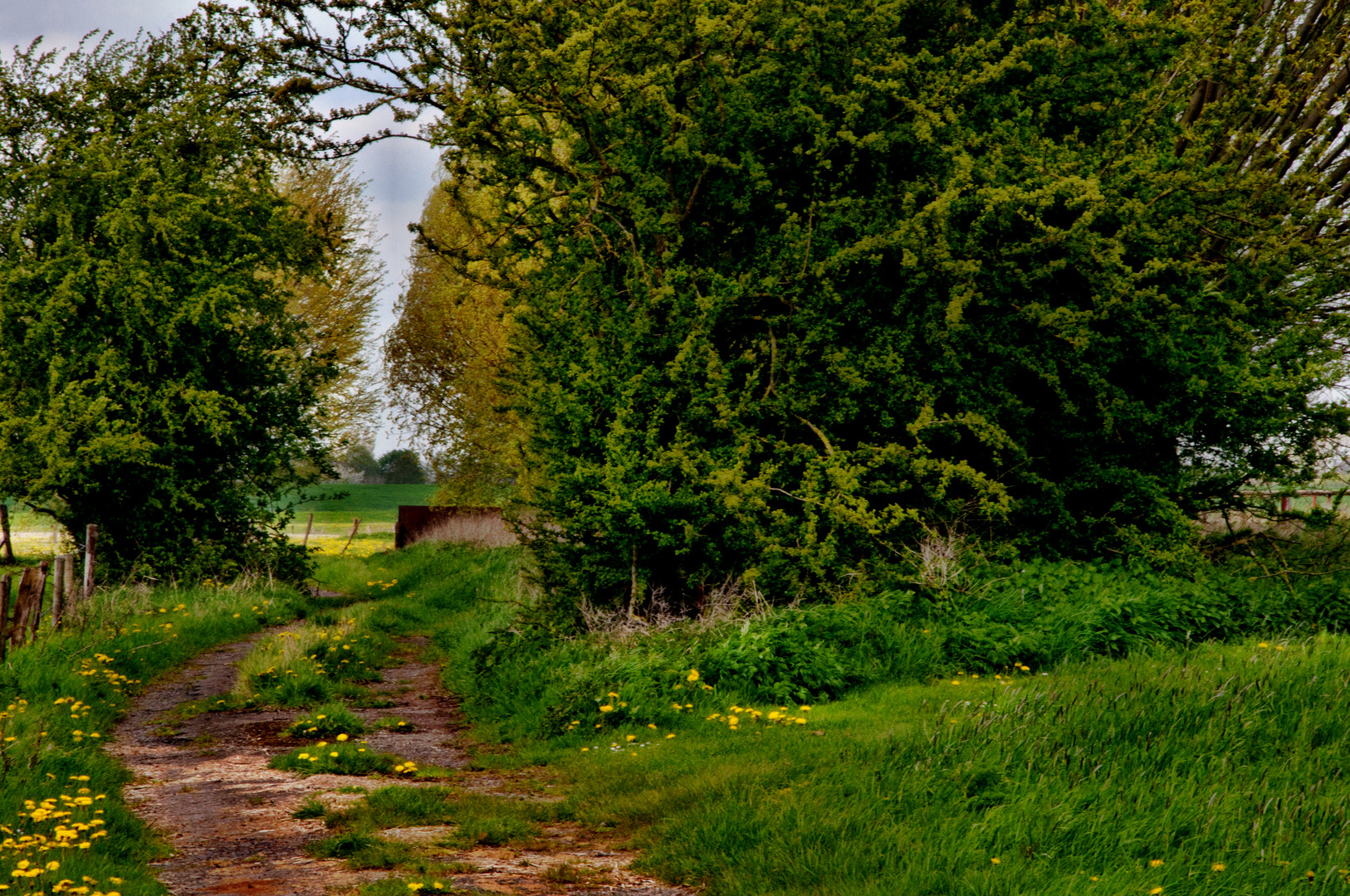 ...Feldweg am Niederrhein (25.04.2012)...