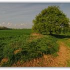 Feldweg am Niederrhein