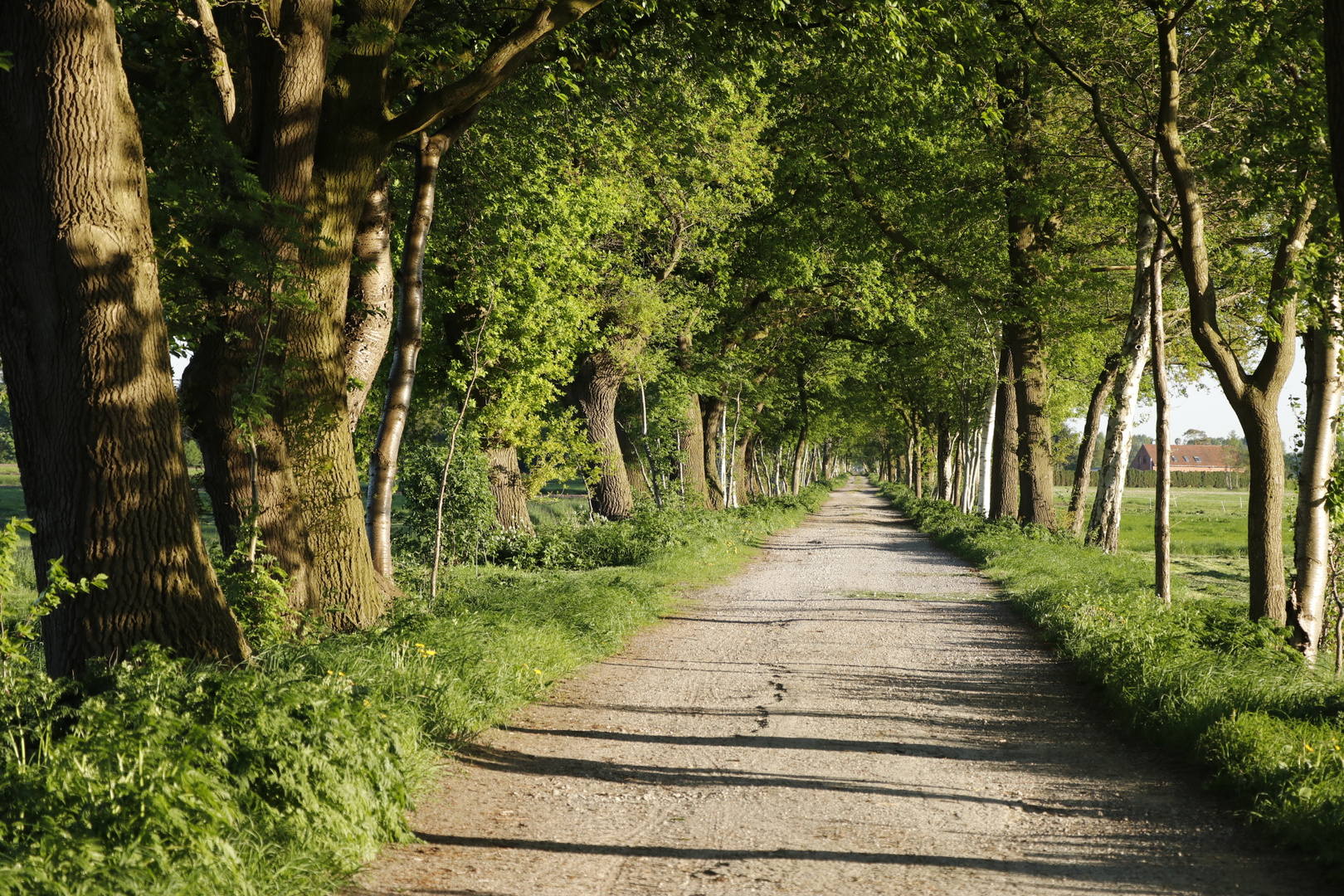 Feldweg am Rande des Teufelsmoors