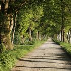 Feldweg am Rande des Teufelsmoors