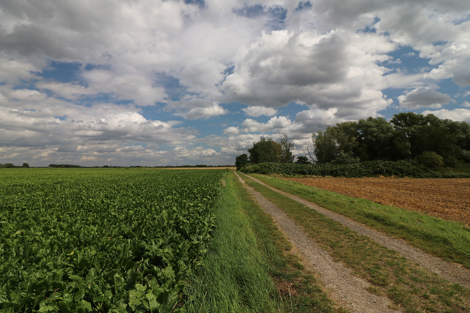 Feldweg am Rübenacker