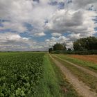 Feldweg am Rübenacker