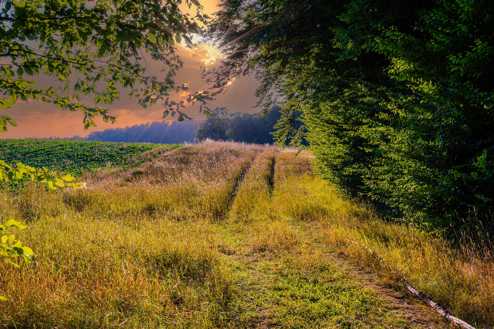 Feldweg am Waldrand