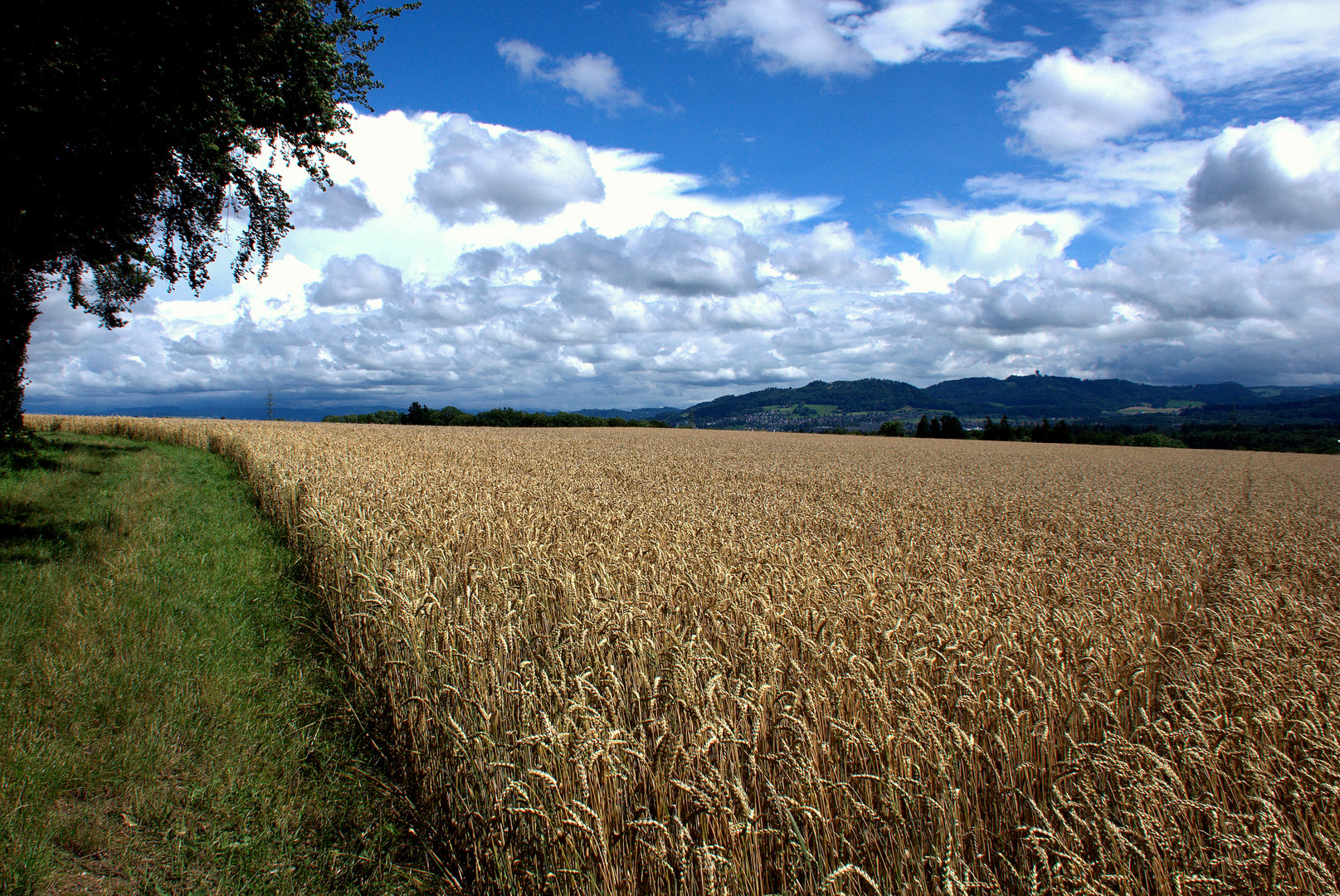 Feldweg am Waldrand