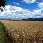 Feldweg am Waldrand