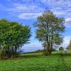 Feldweg an der grünen Windschutzhecke