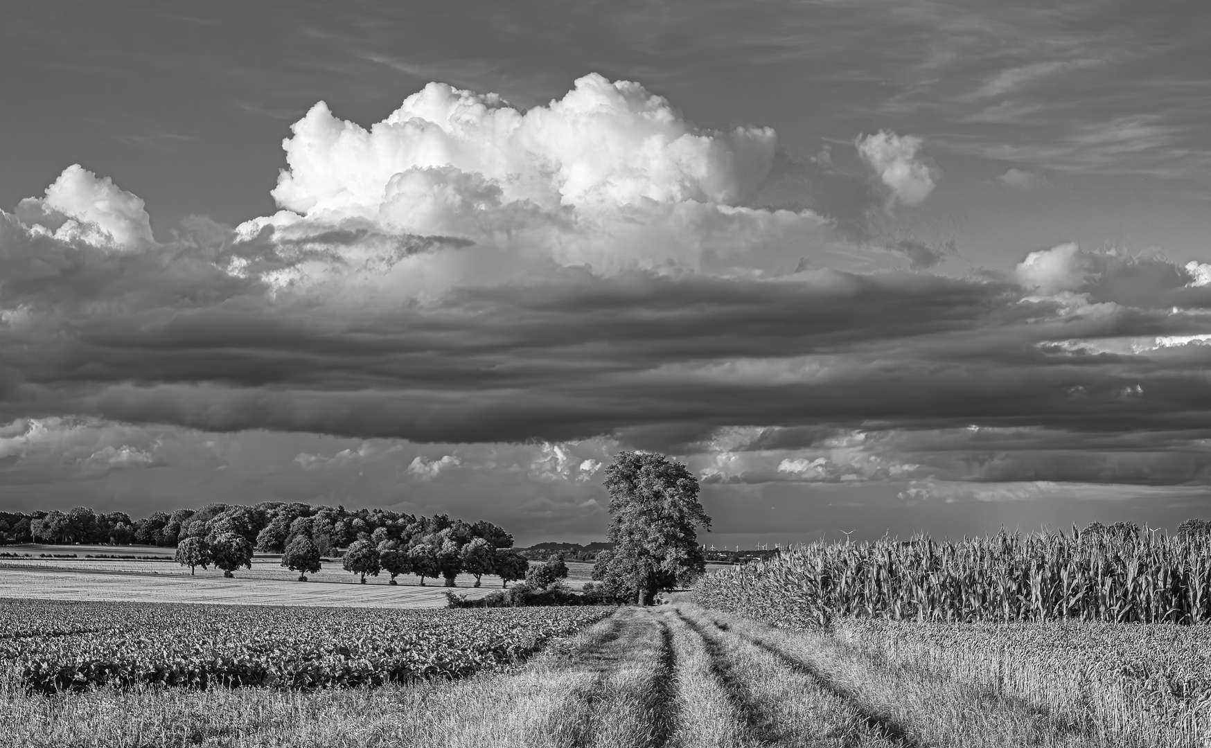 Feldweg, Baumgruppe und Wolken