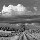 Feldweg, Baumgruppe und Wolken