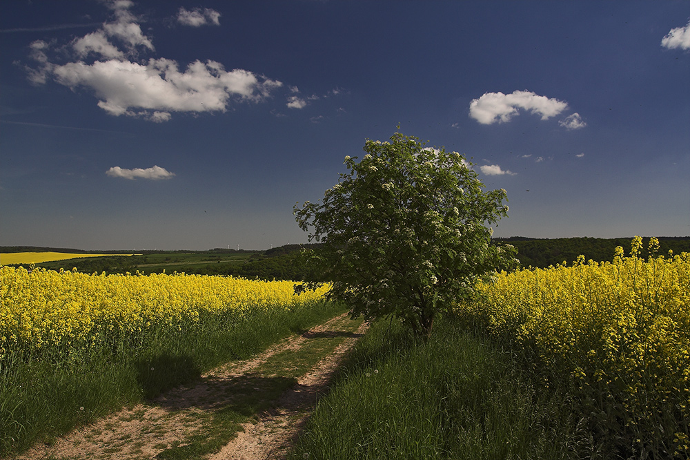 Feldweg bei ..