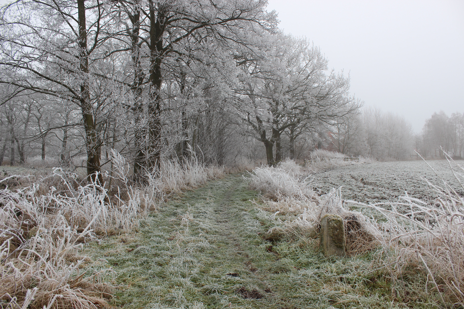 Feldweg bei Sillenstede