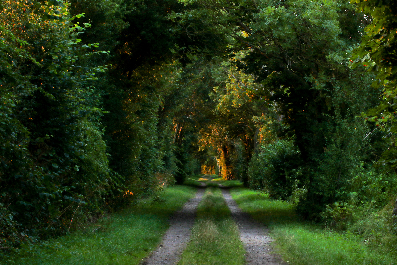 Feldweg beim Sonnenuntergang