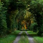 Feldweg beim Sonnenuntergang