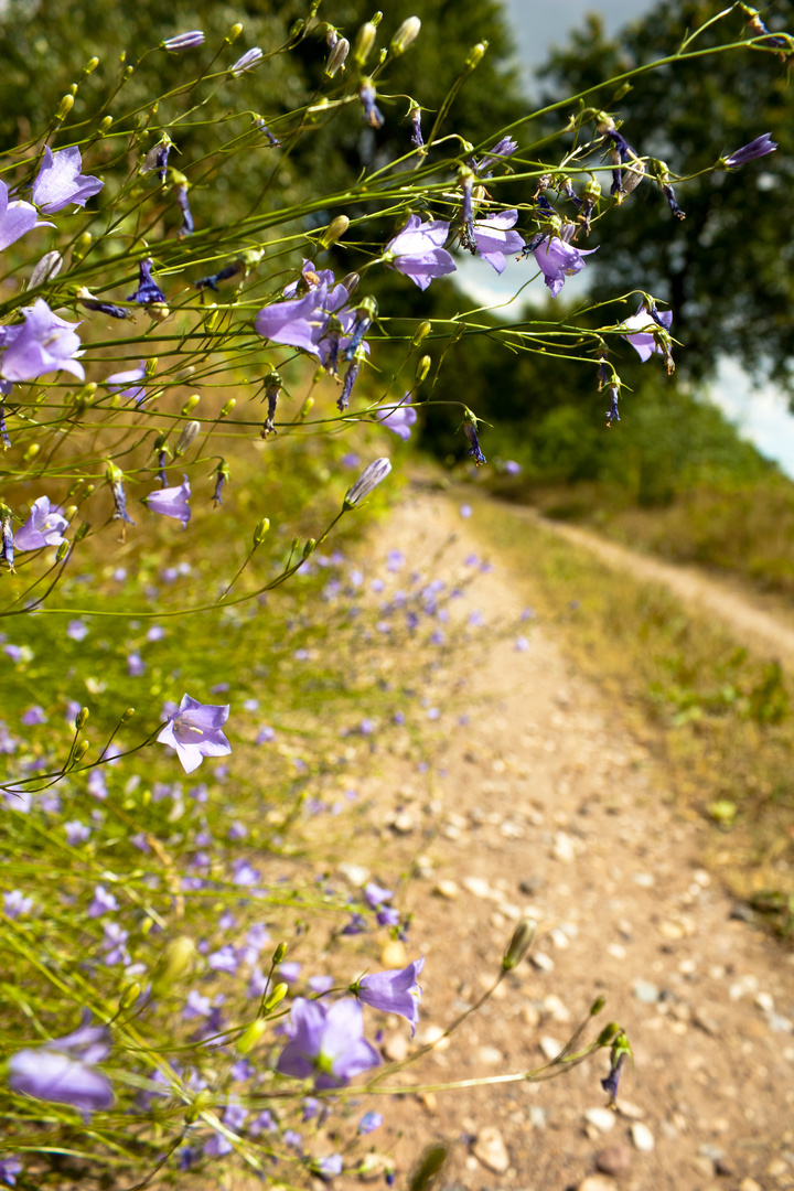 Feldweg-Blüte