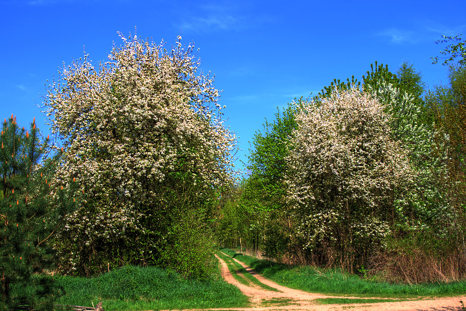 Feldweg