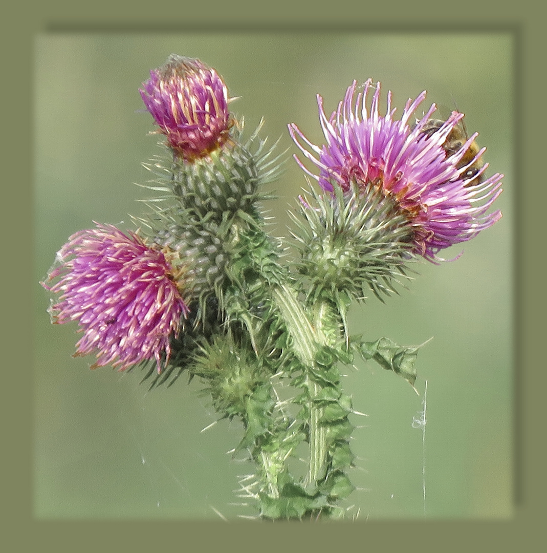 Feldweg-Distel mit versteckten Besucher (rechts oben) 