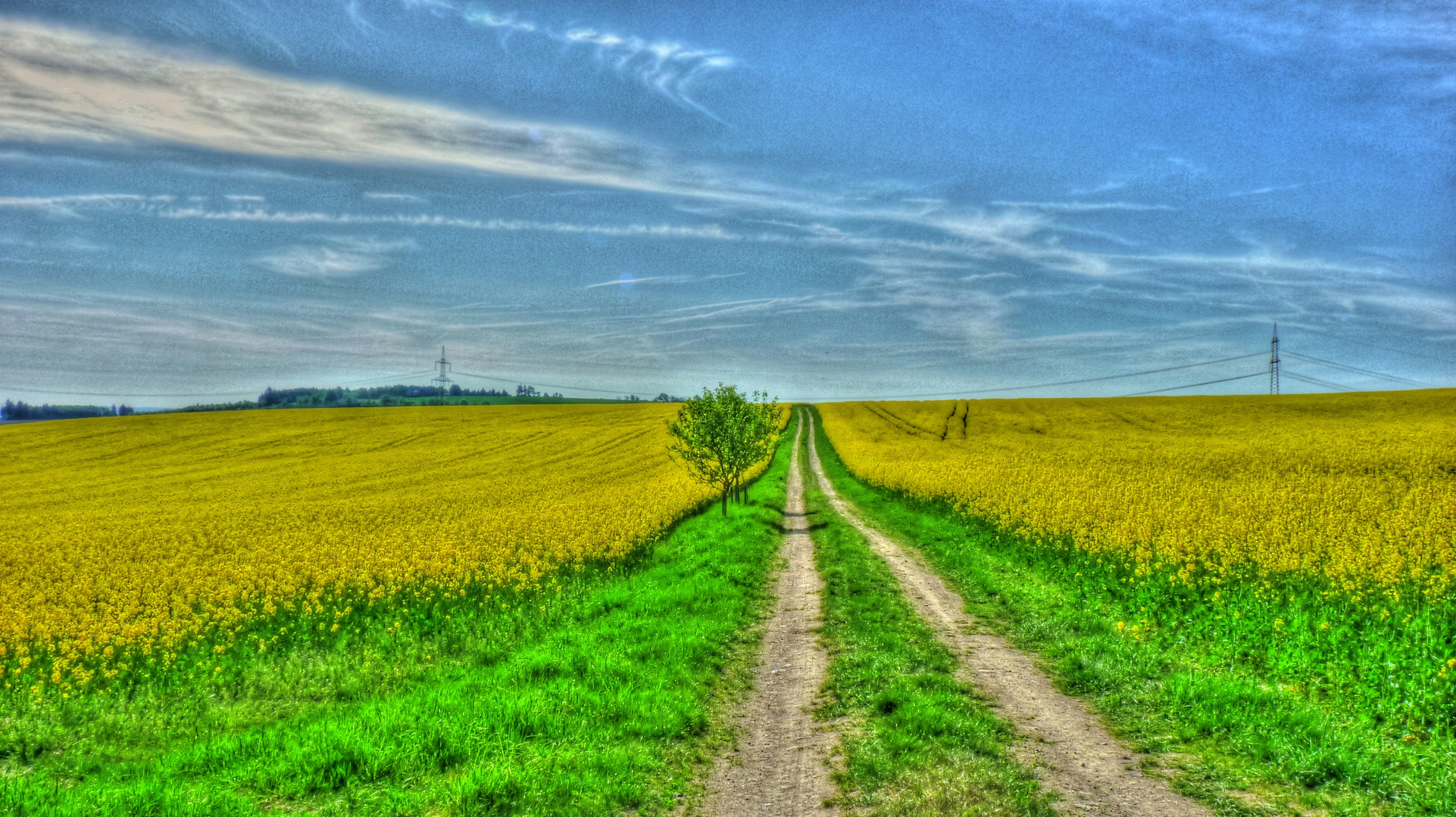 Feldweg durch den Raps